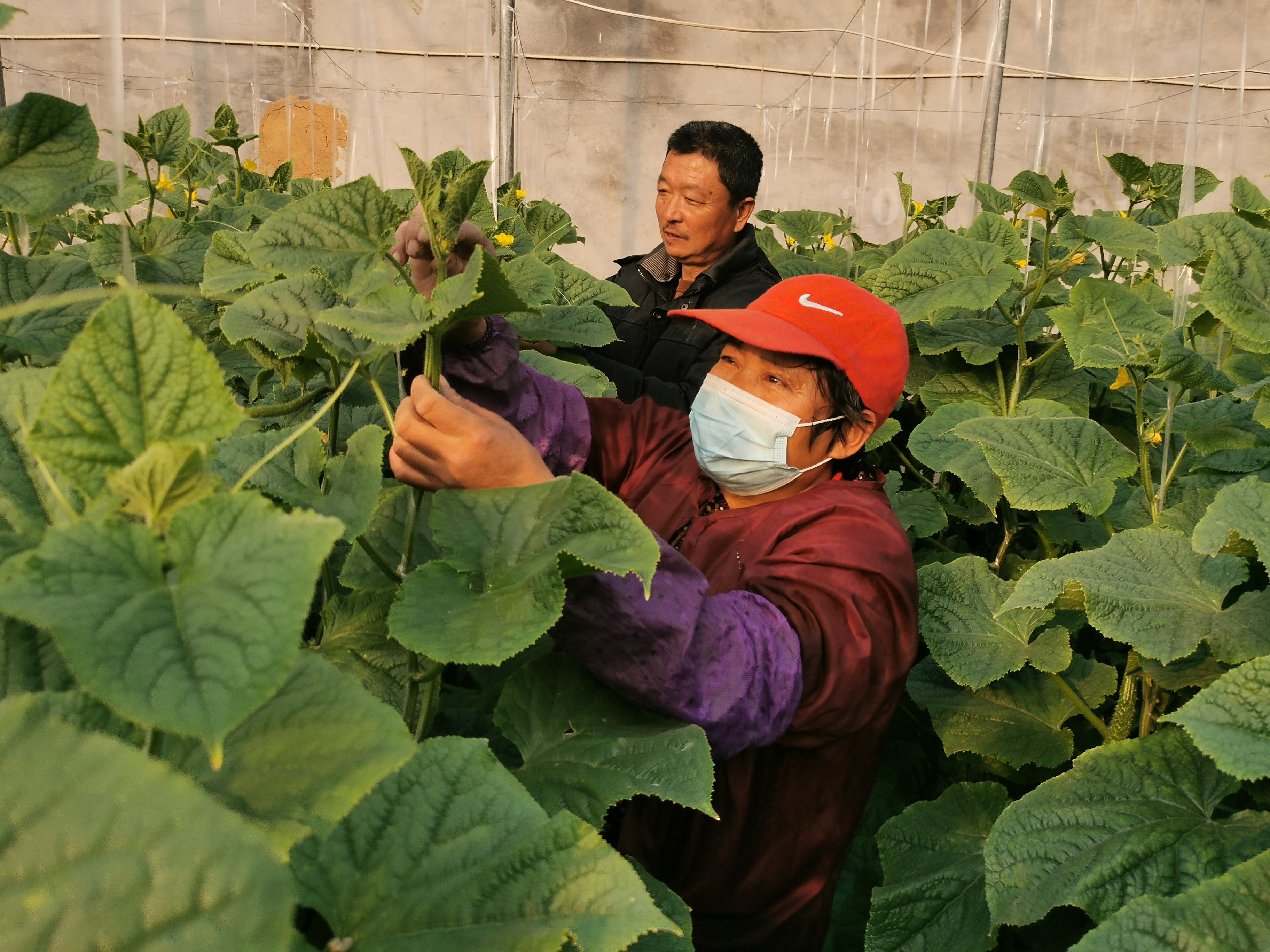 尼山镇冬季大棚蔬菜生产欣欣向荣