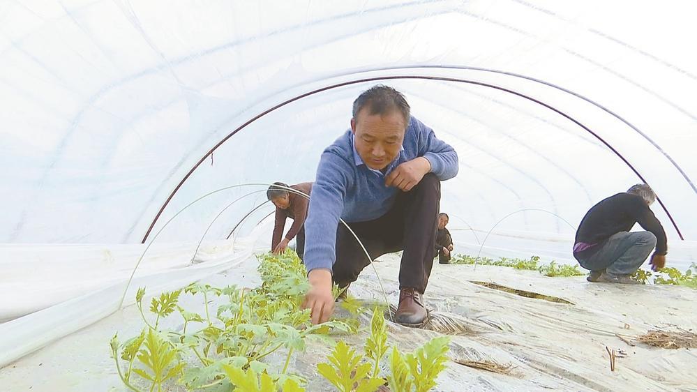江苏阜宁：人勤春来早 瓜农育苗忙
